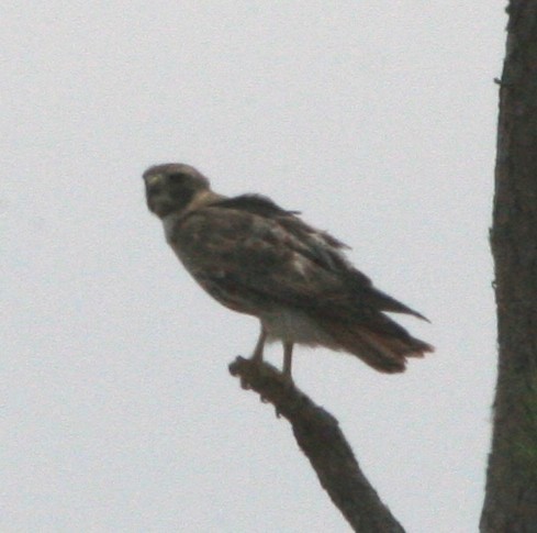 Red-tailed Hawk - ML458968411