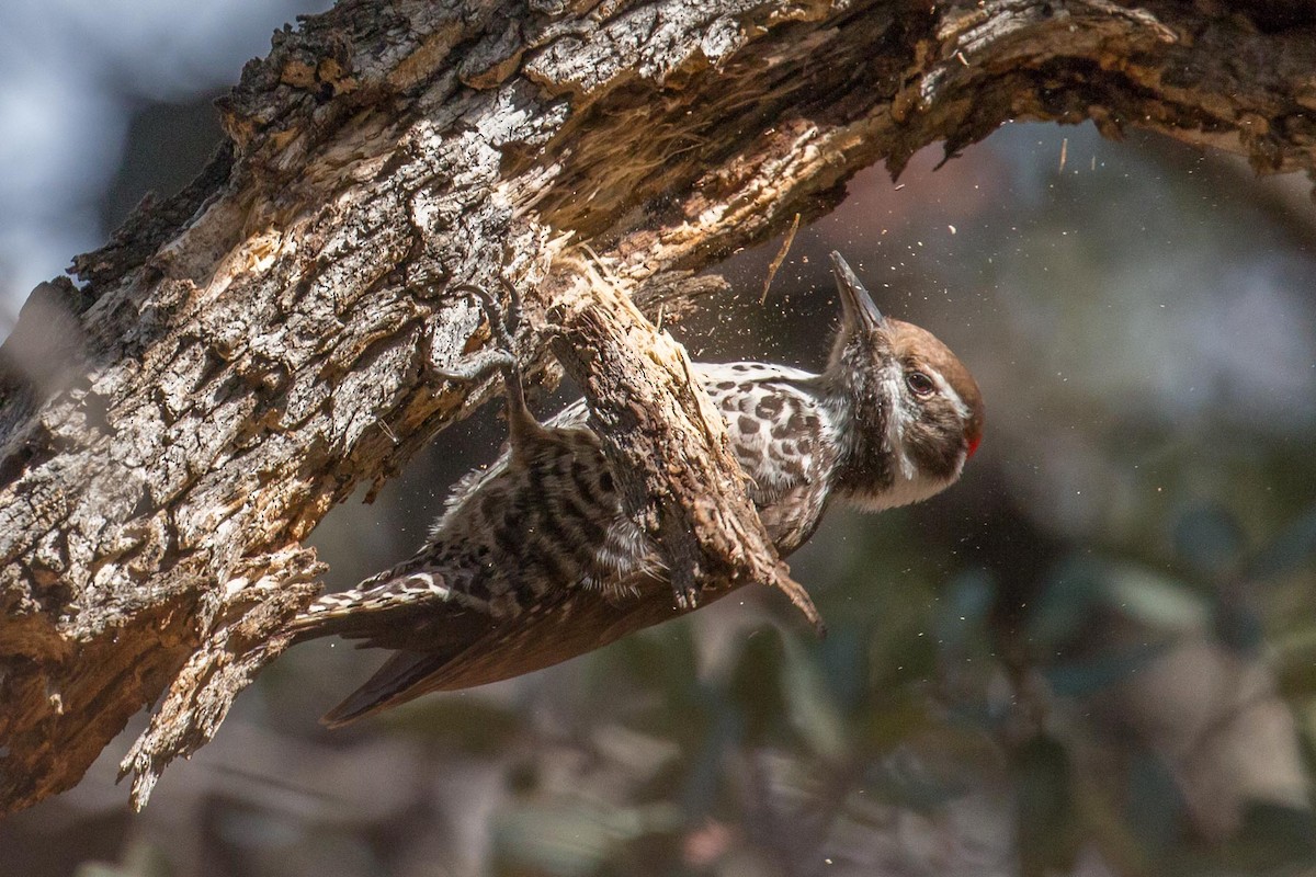 Arizona Woodpecker - Patrick Van Thull