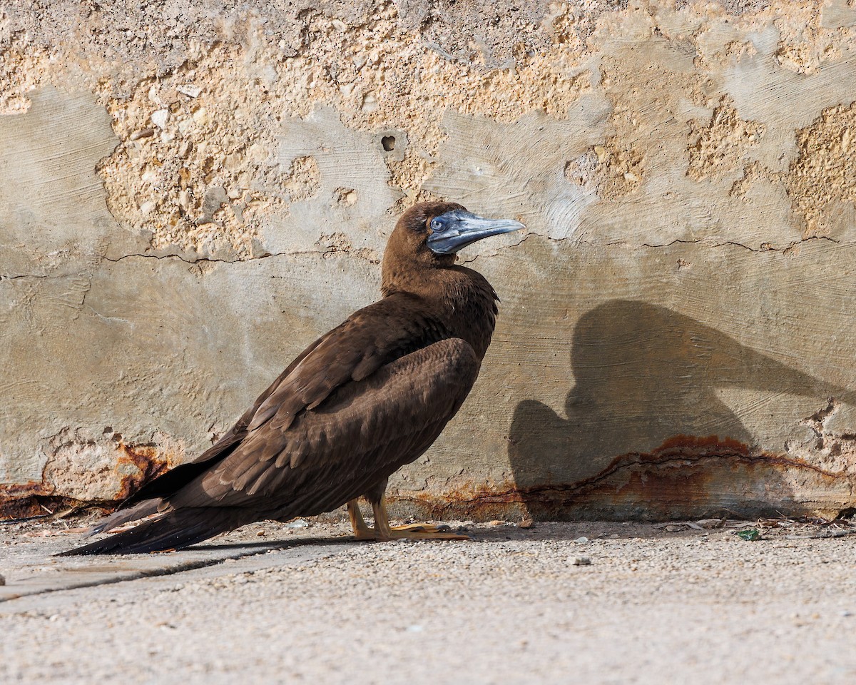 Brown Booby - ML458972271