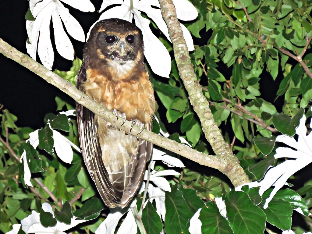 Tawny-browed Owl - ML458974591