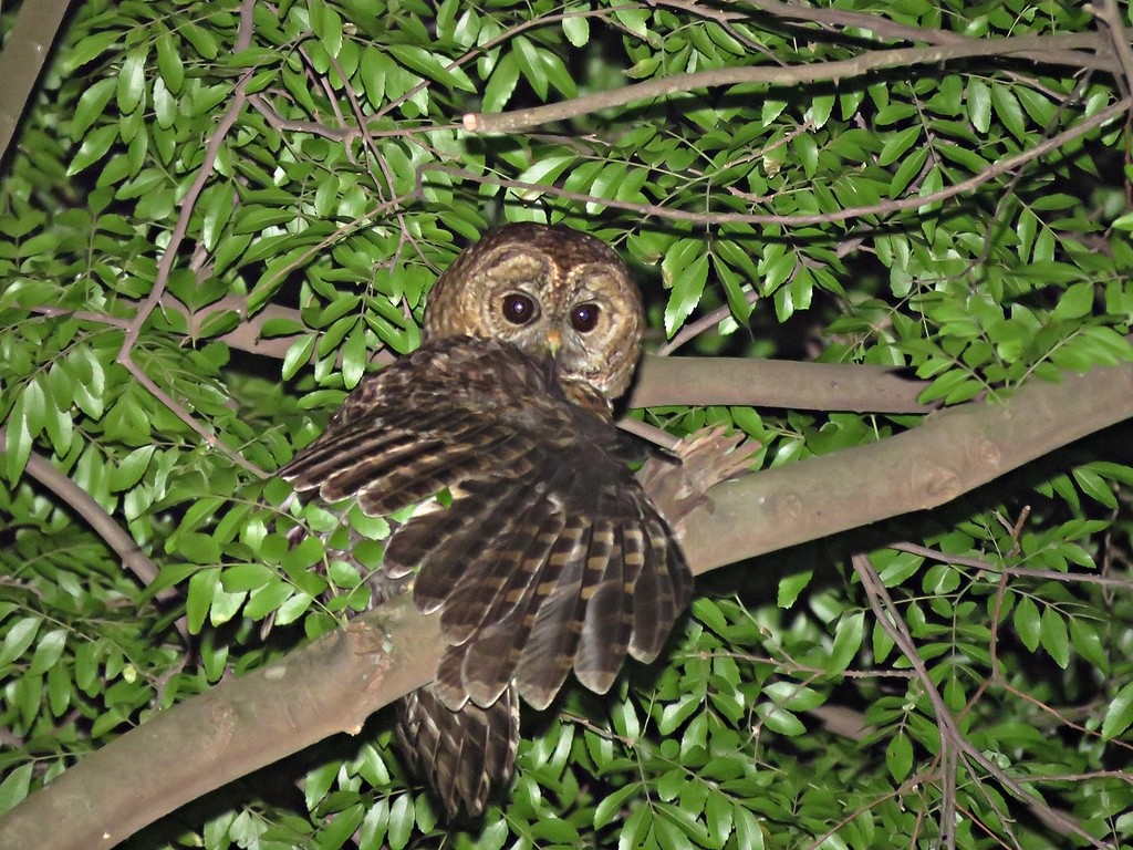 Rusty-barred Owl - Fábio Toledo das Dores