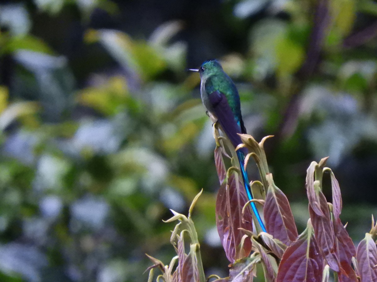 Long-tailed Sylph - ML458977281