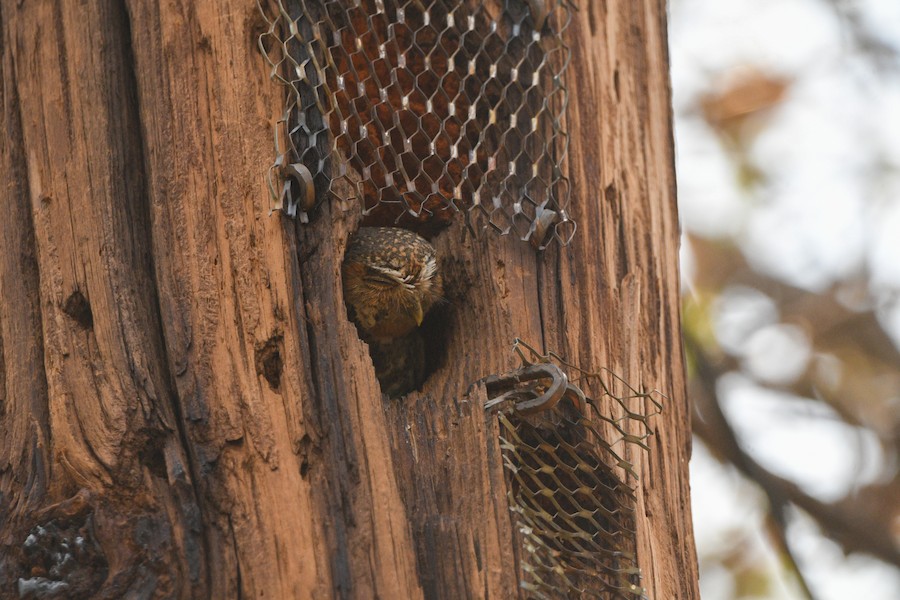 Lyre-tailed Nightjar