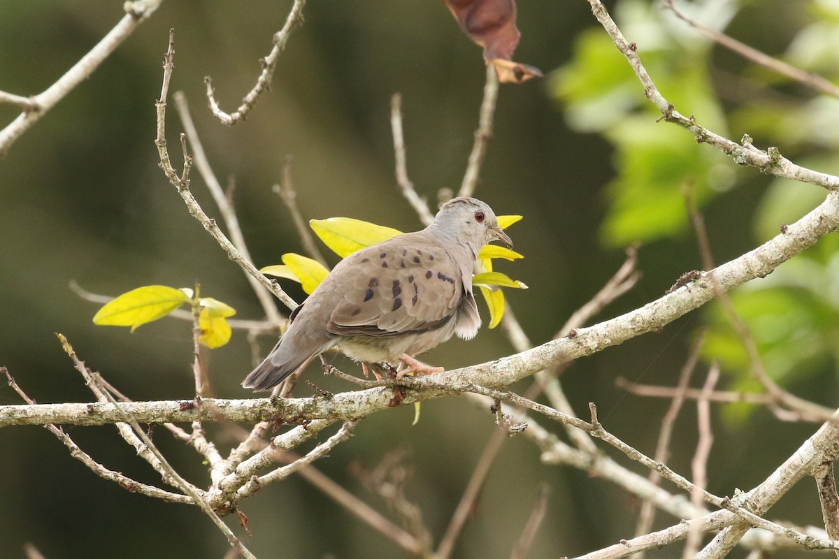 Plain-breasted Ground Dove - John and Milena Beer