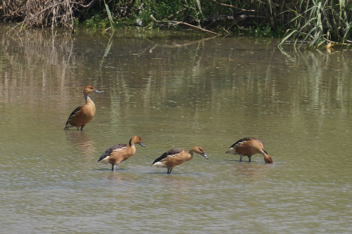 Fulvous Whistling-Duck - Dave Jurasevich
