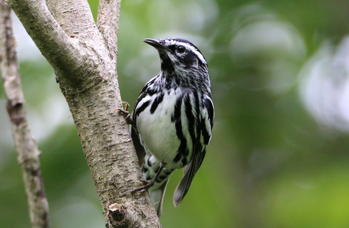 Black-and-white Warbler - ML458983181