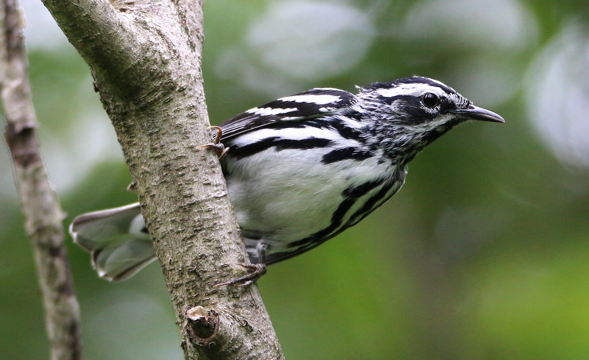 Black-and-white Warbler - ML458983231