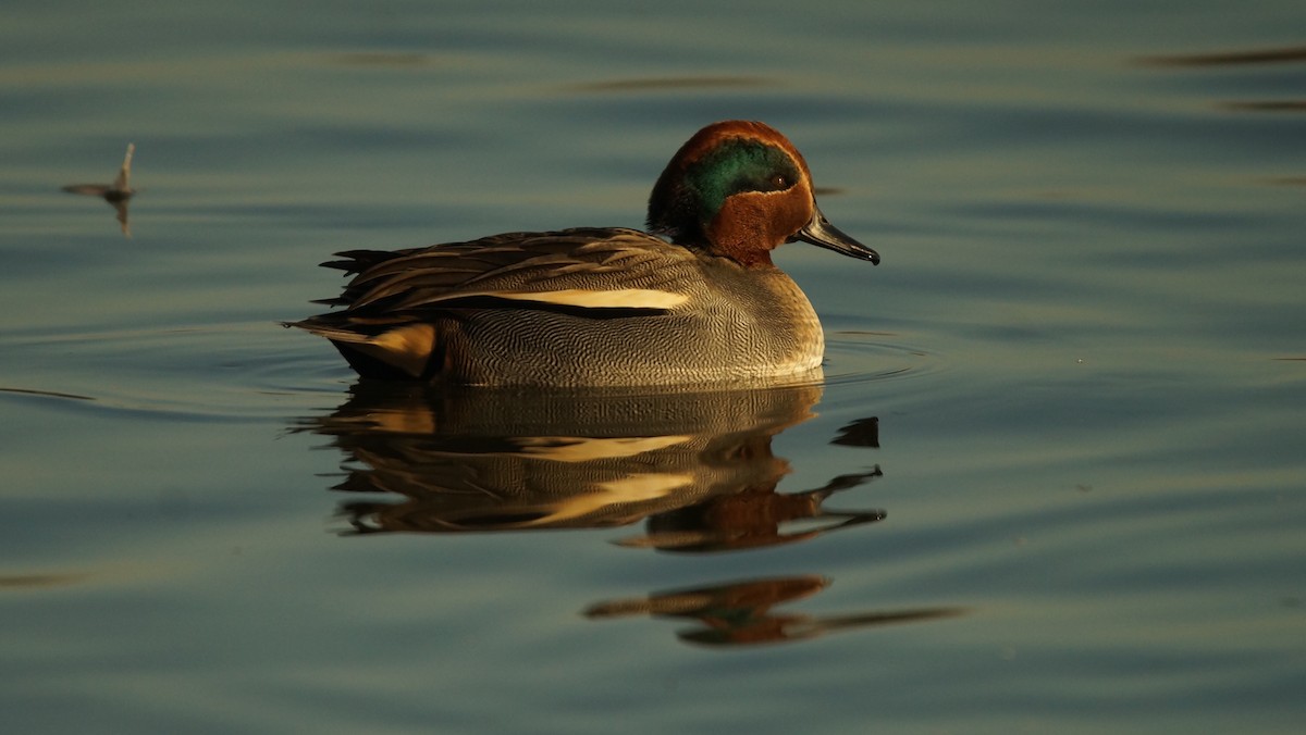 Green-winged Teal - ML45898481