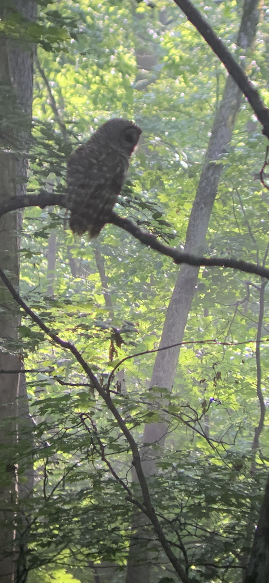 Barred Owl - Caine Kelso