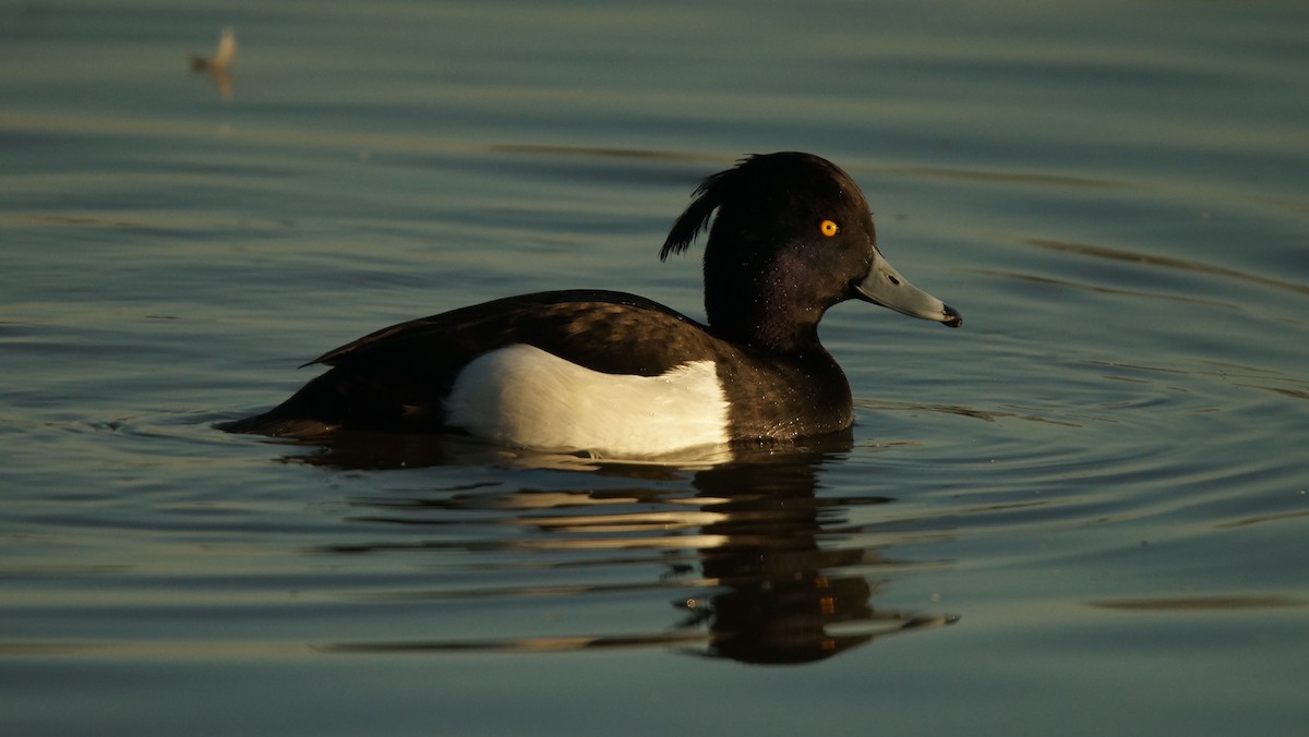 Tufted Duck - Adrian Melck