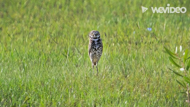 Burrowing Owl - ML458991801