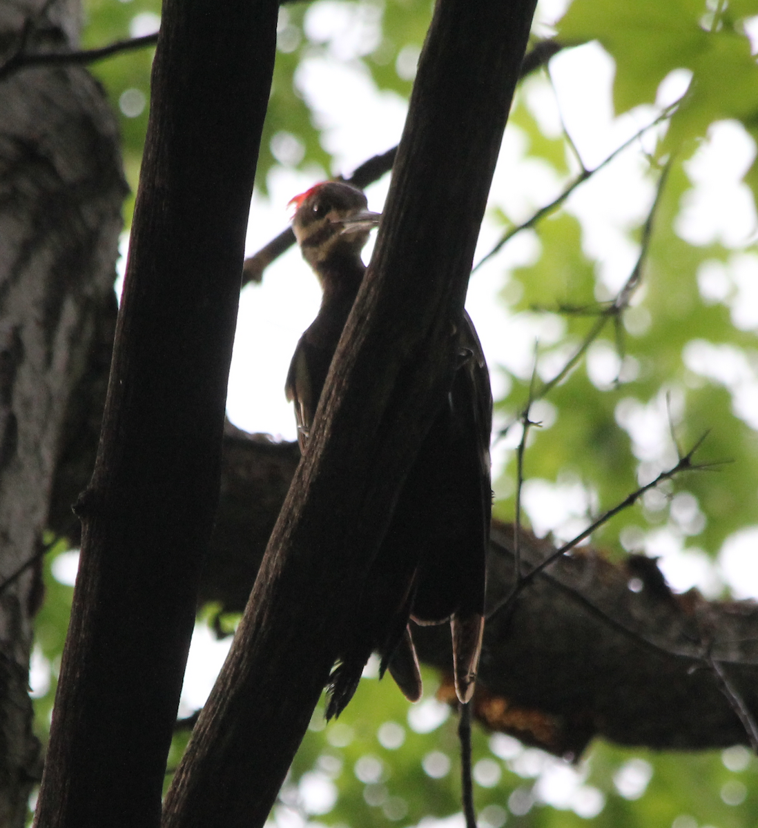 Pileated Woodpecker - ML458995291