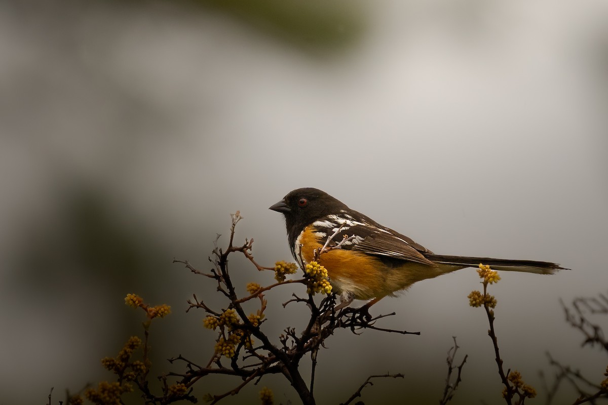 Spotted Towhee - ML458996991