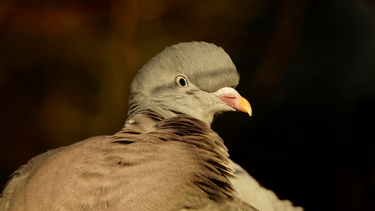Common Wood-Pigeon - ML45899881