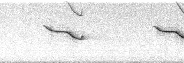 Breitspiegel-Nachtschwalbe (ruficervix) - ML4590