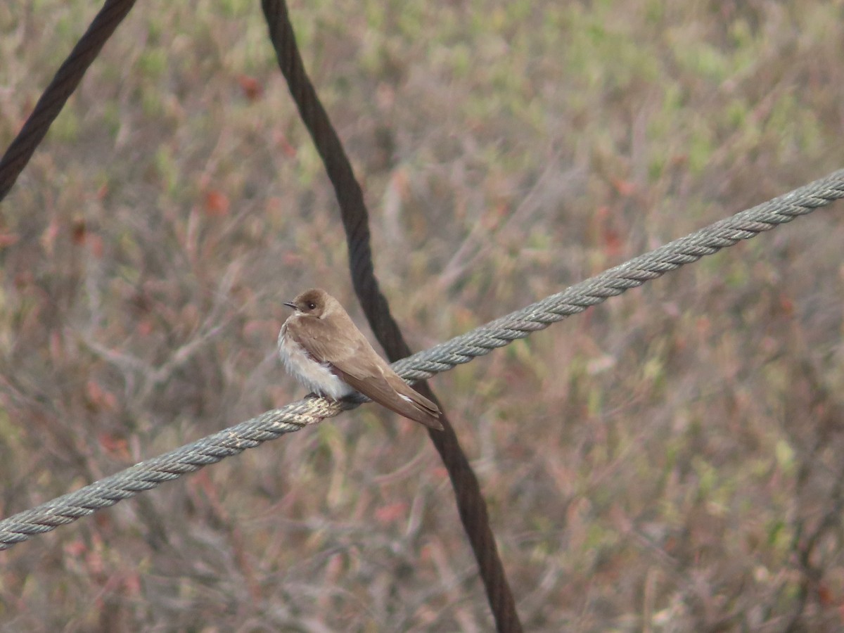 Northern Rough-winged Swallow - ML459000221