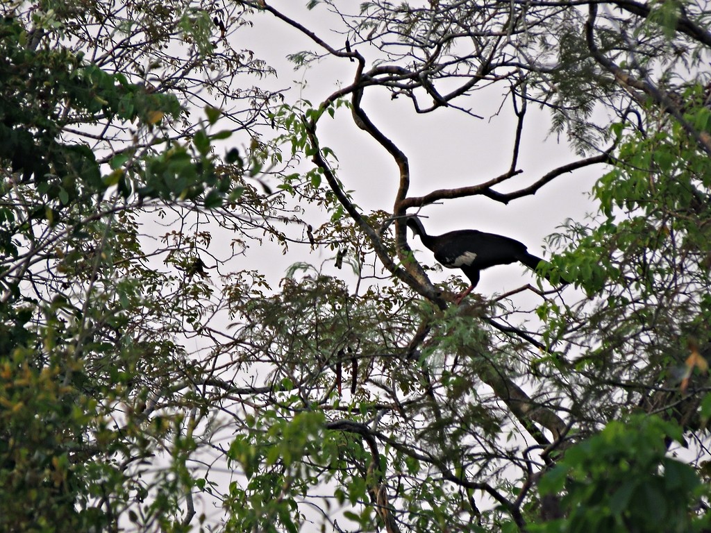 White-throated Piping-Guan - ML459001861