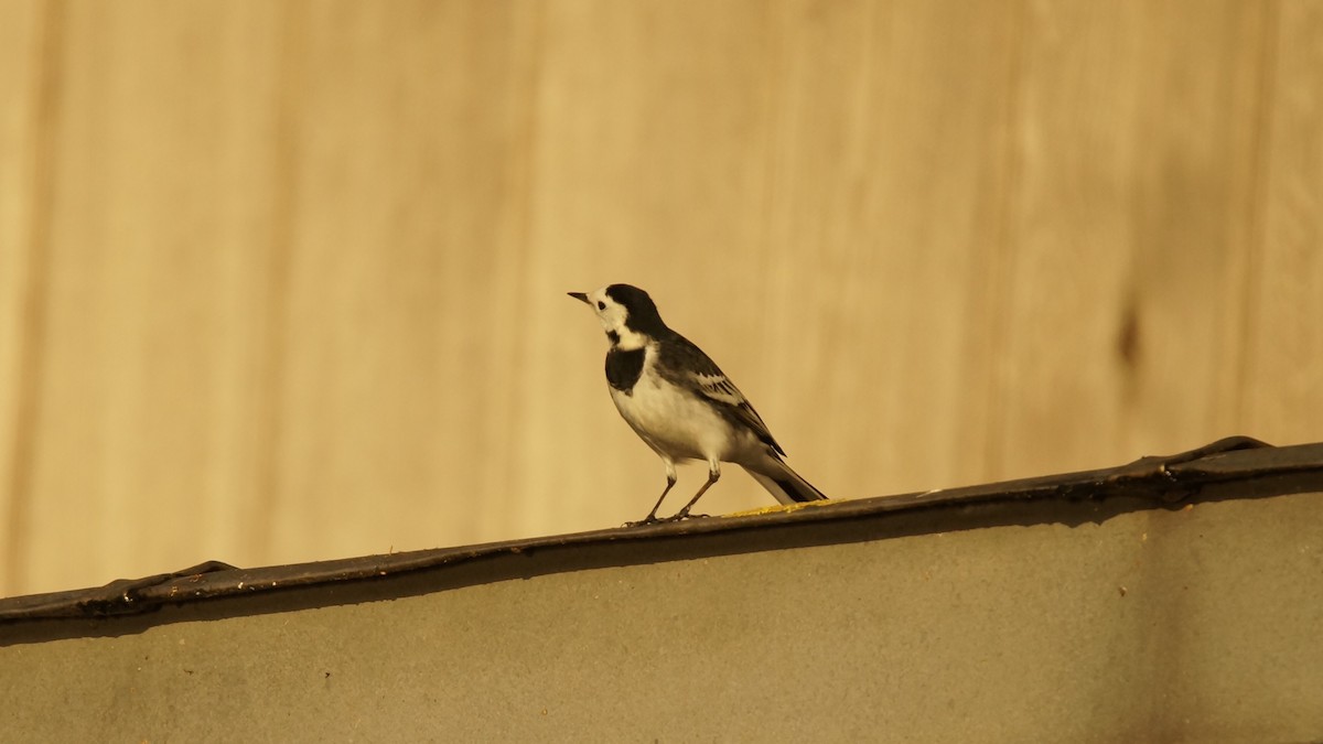 White Wagtail - Adrian Melck