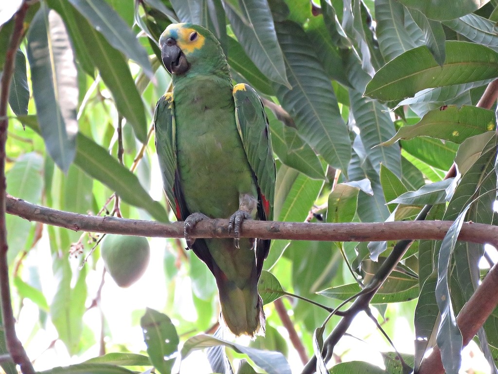 Turquoise-fronted Parrot - ML459002131