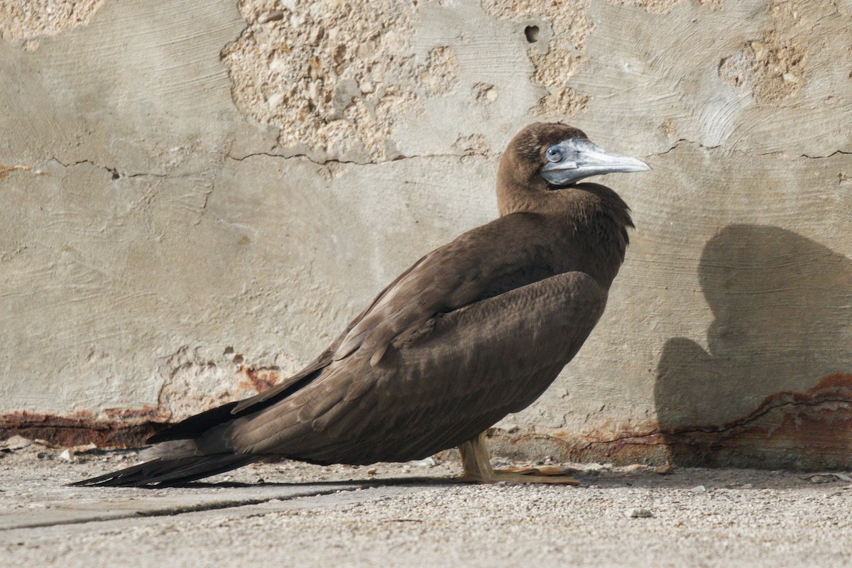 Brown Booby - ML459003151