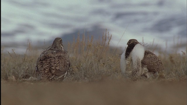 Greater Sage-Grouse - ML459007