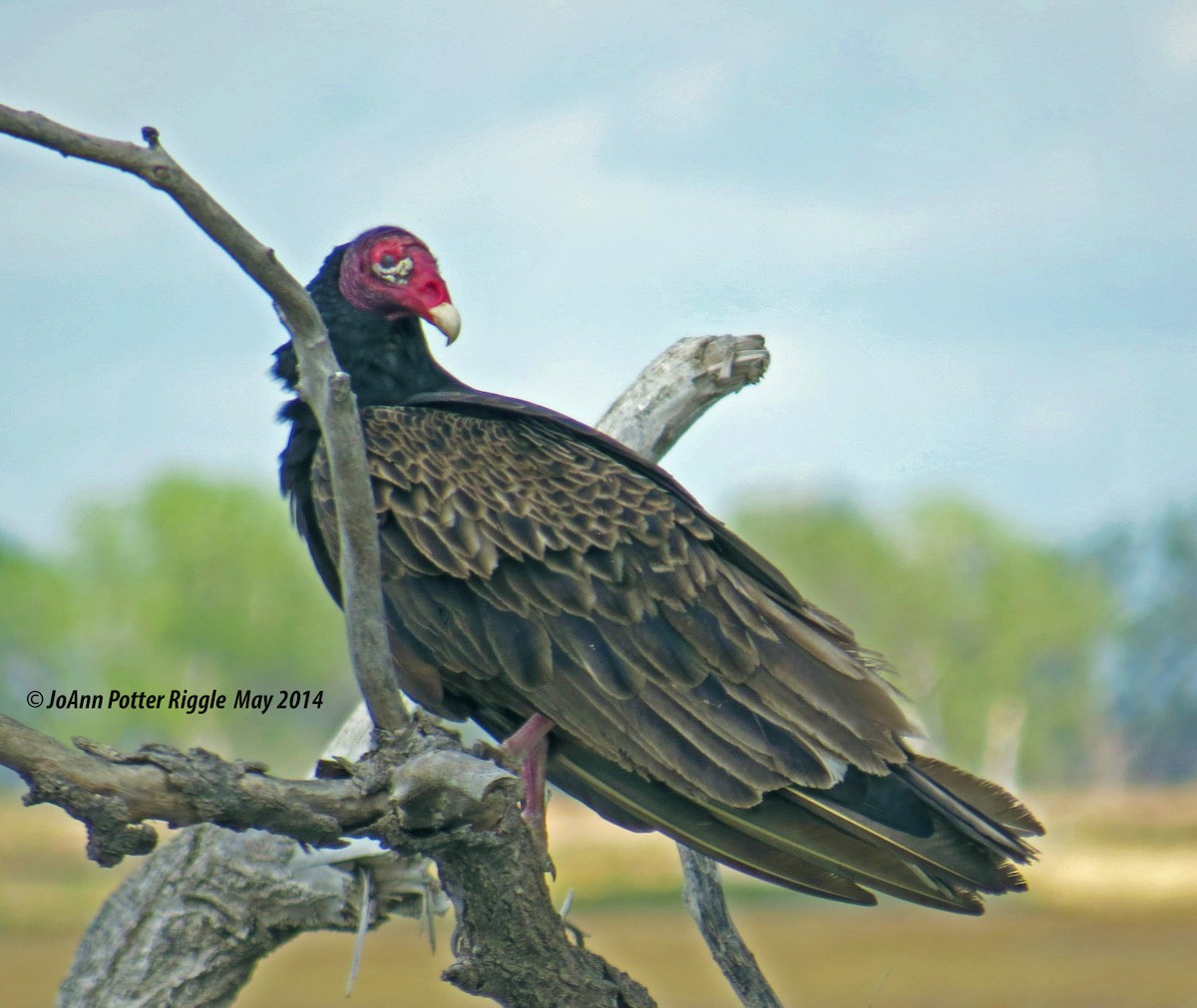 Turkey Vulture - JoAnn Potter Riggle 🦤