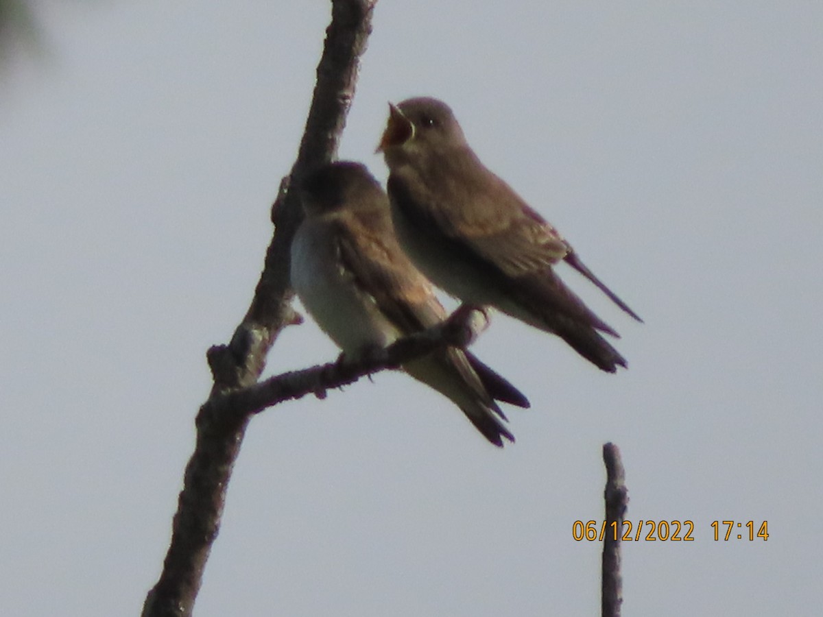 Northern Rough-winged Swallow - ML459008671