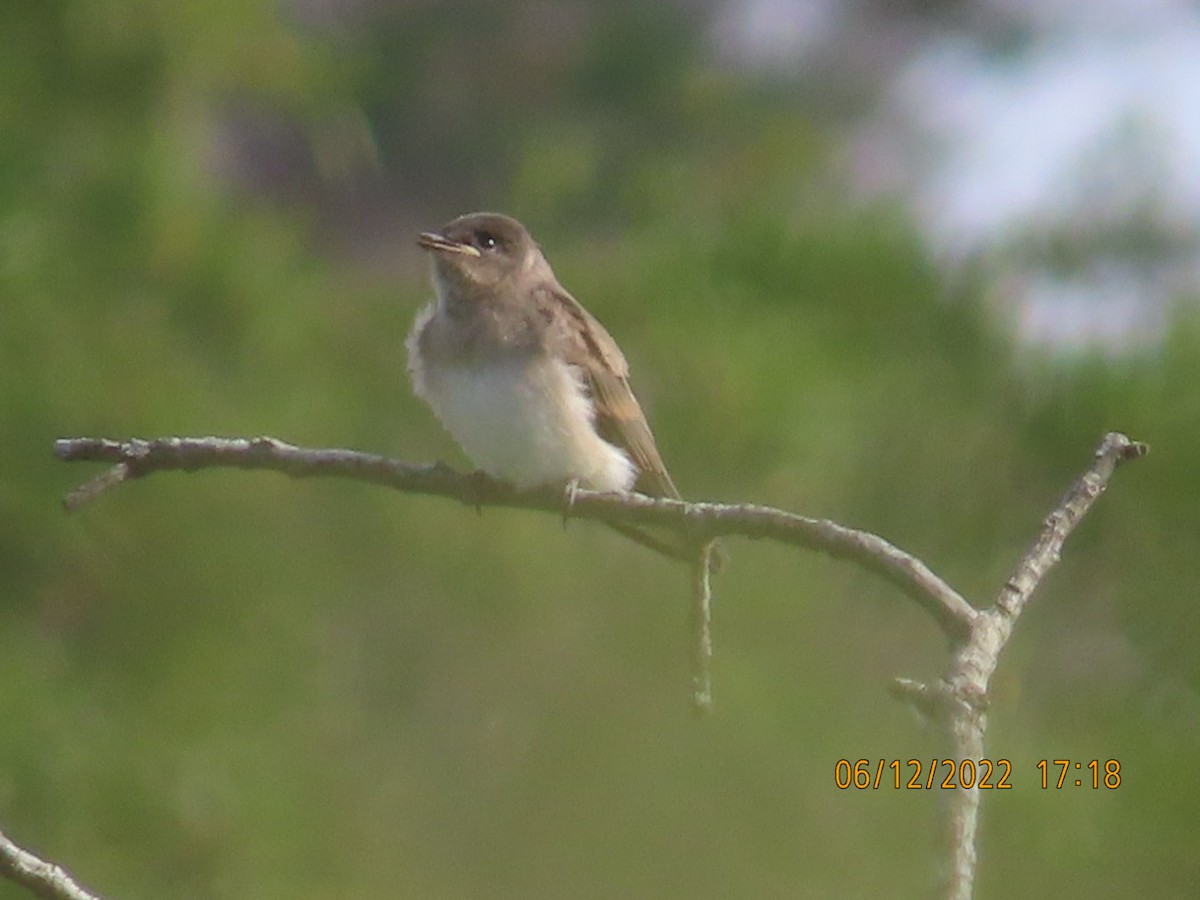 Northern Rough-winged Swallow - ML459008691