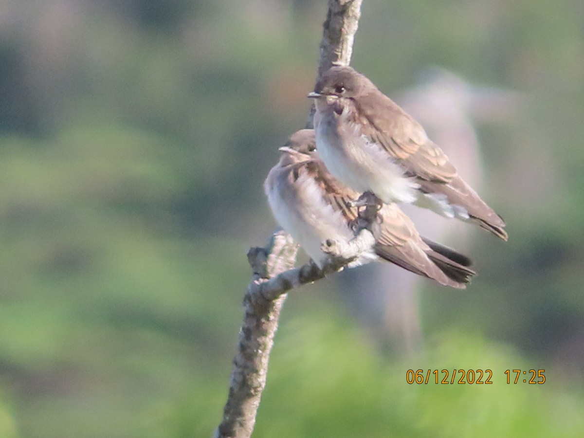 Northern Rough-winged Swallow - ML459008731