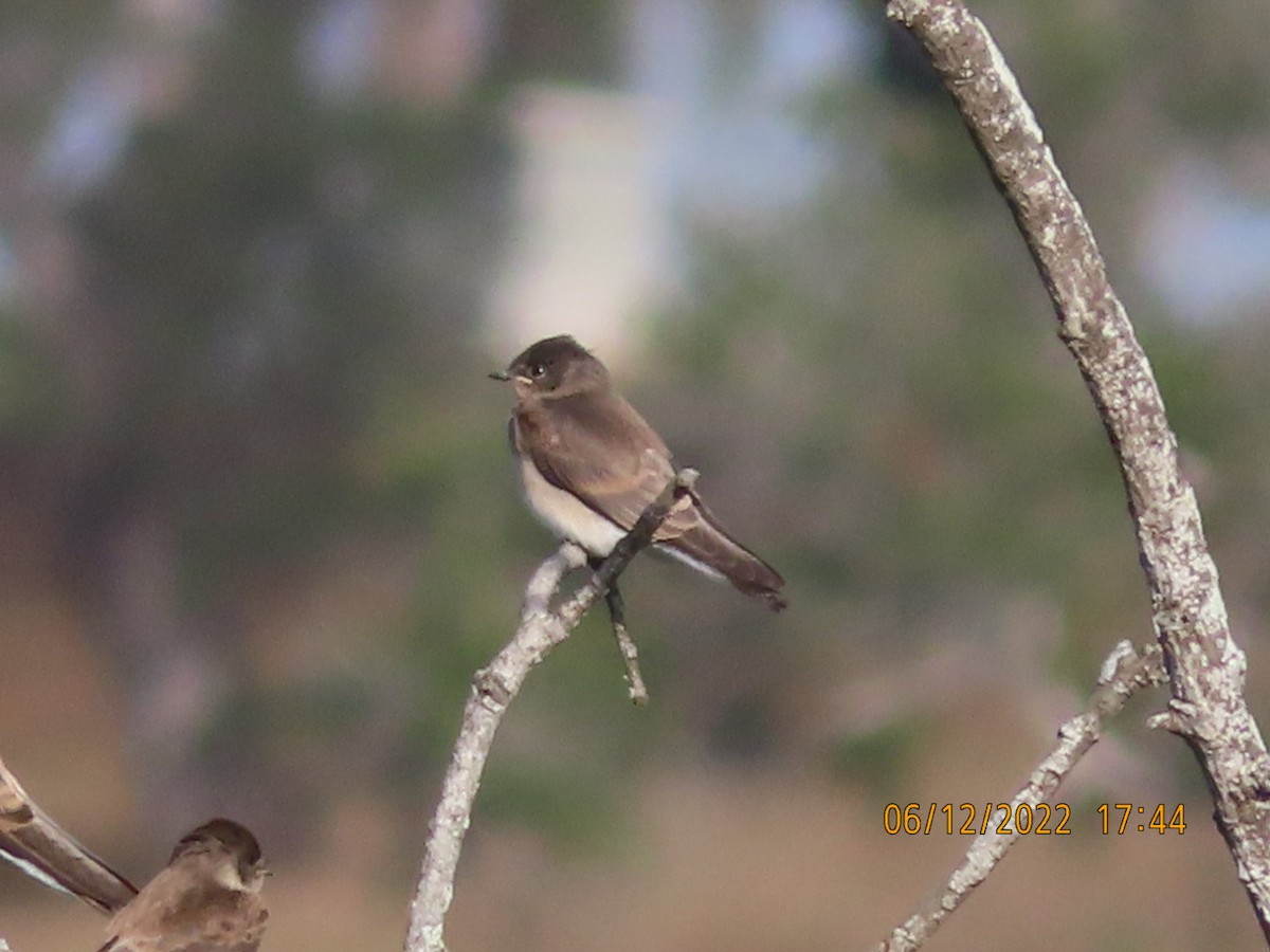Northern Rough-winged Swallow - ML459008881