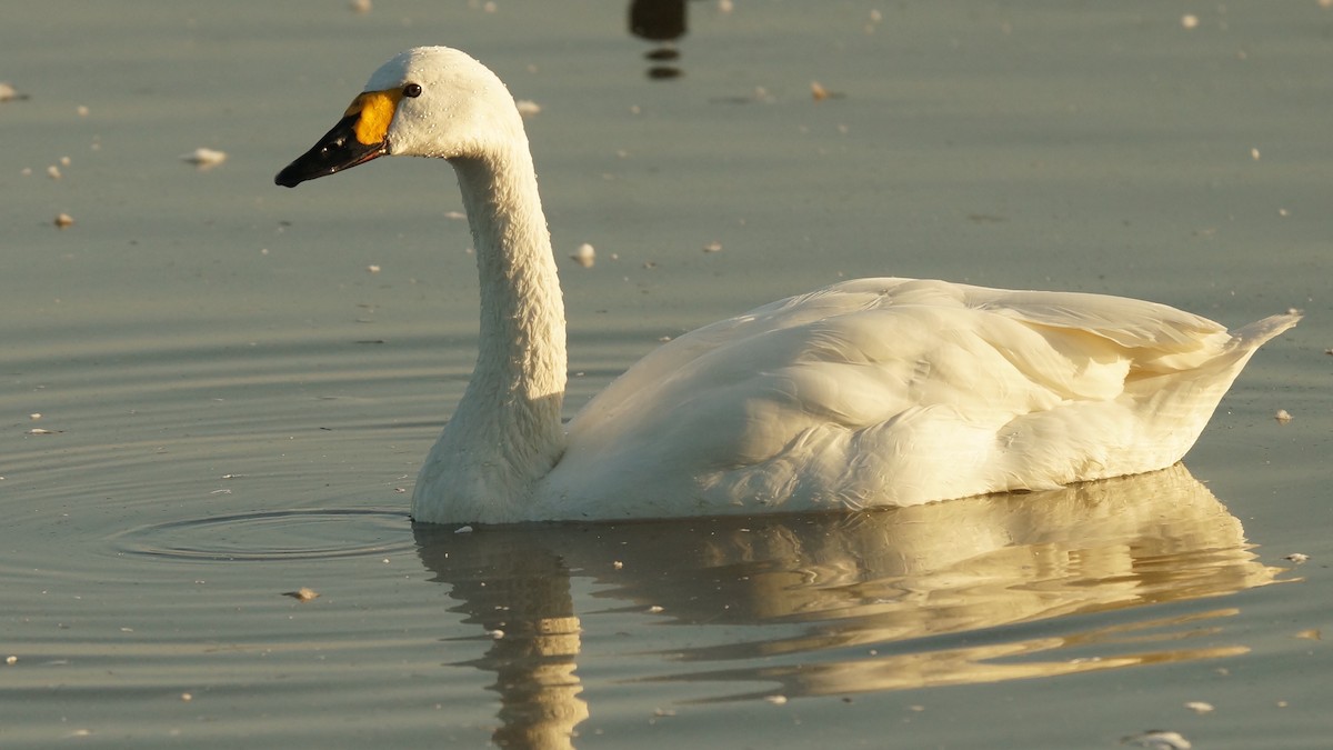 Tundra Swan (Bewick's) - Adrian Melck