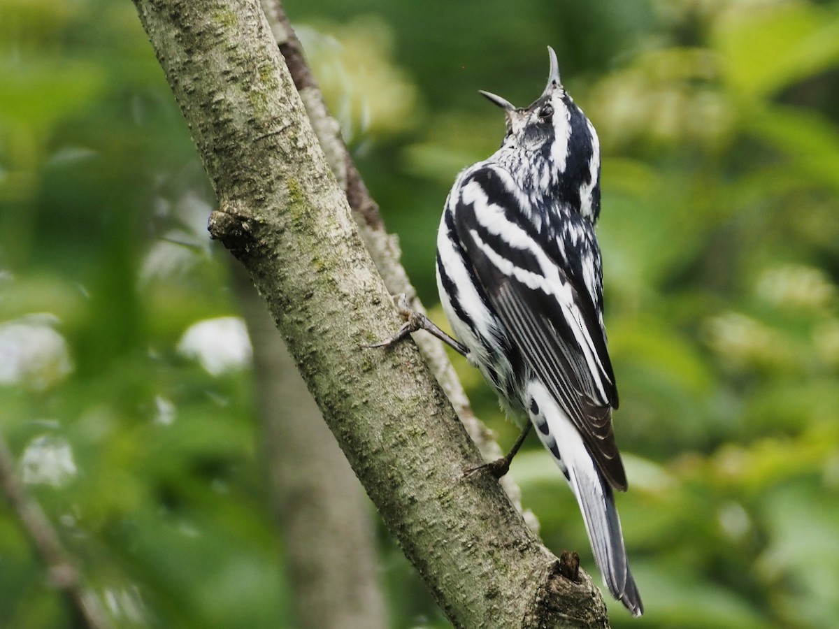 Black-and-white Warbler - ML459015711