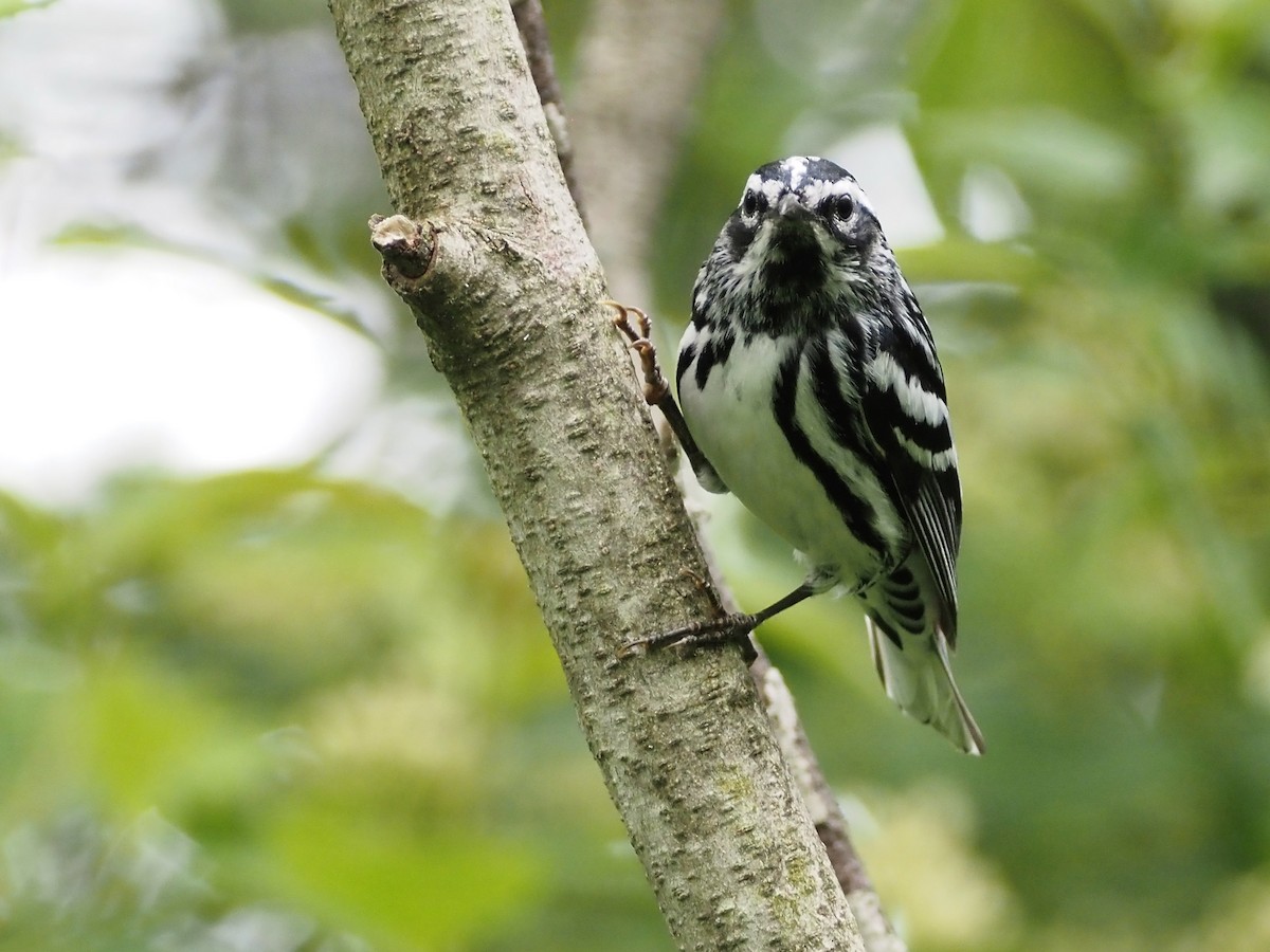 Black-and-white Warbler - ML459015851