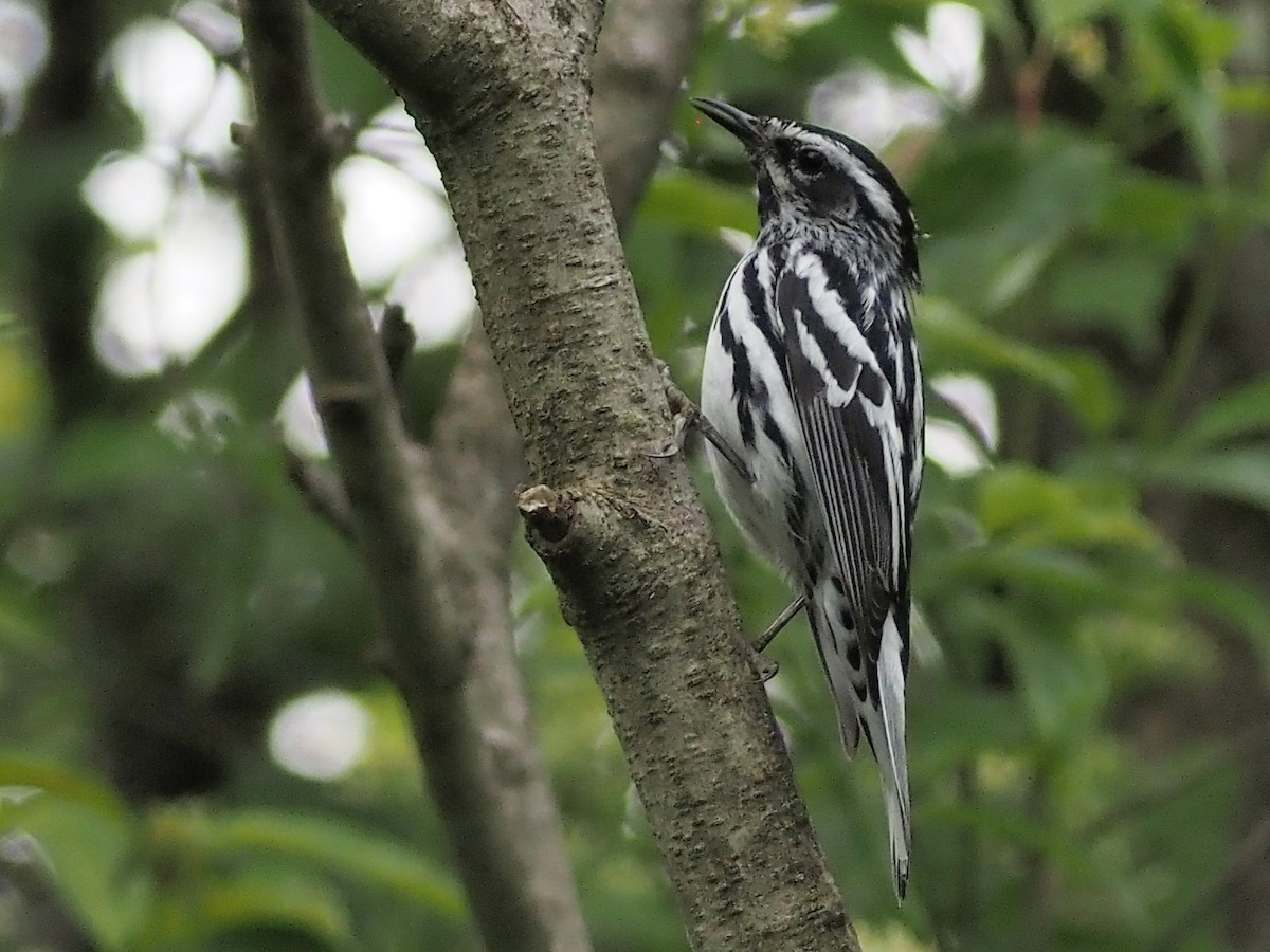 Black-and-white Warbler - ML459015901