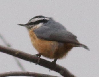Red-breasted Nuthatch - Glenn Berry