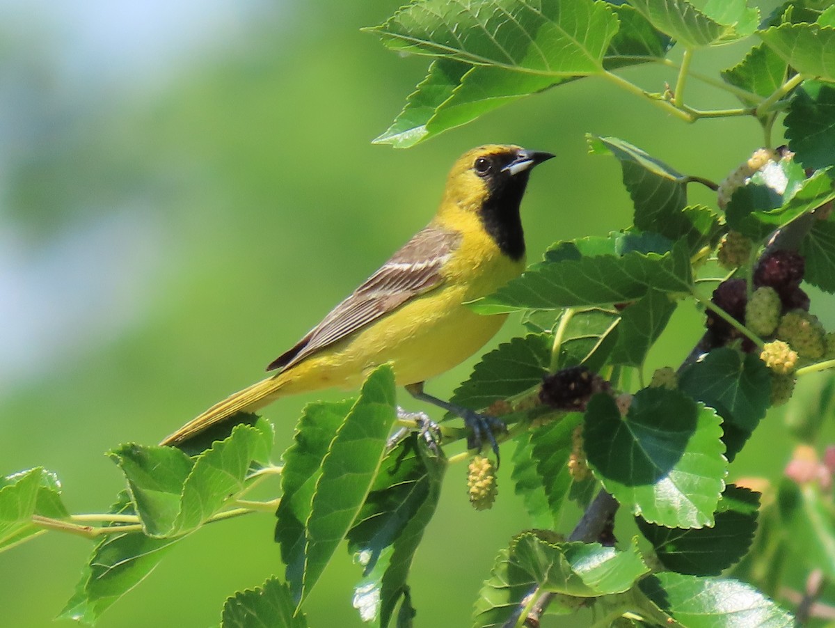 Orchard Oriole - ML459021891