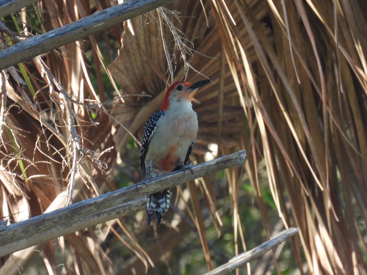 Red-bellied Woodpecker - ML459028701