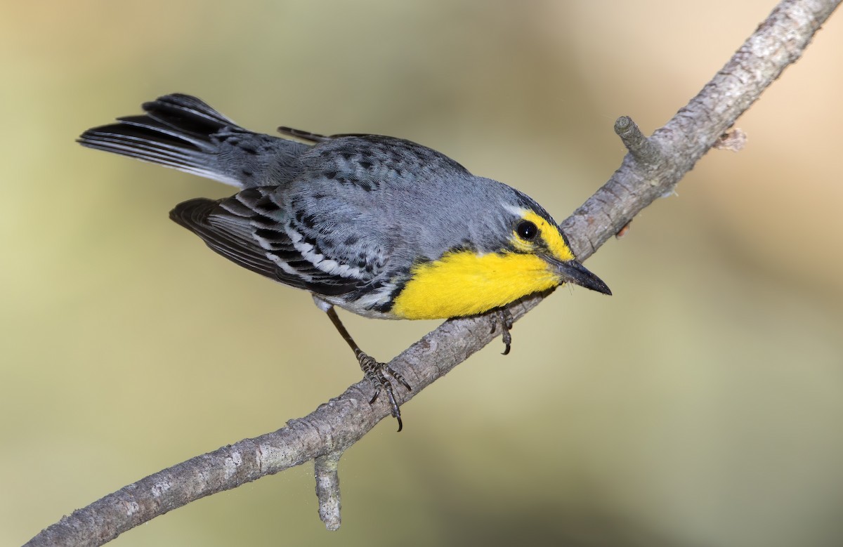 ML459030791 - Grace's Warbler - Macaulay Library