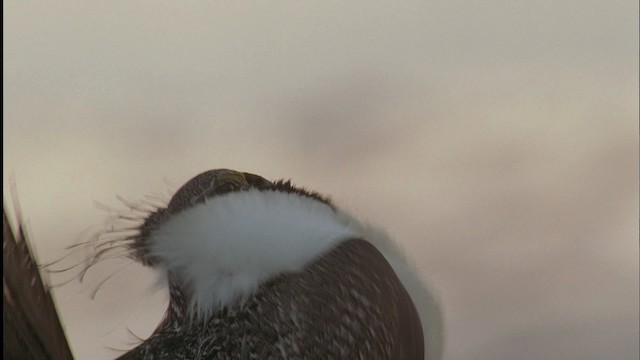 Greater Sage-Grouse - ML459033