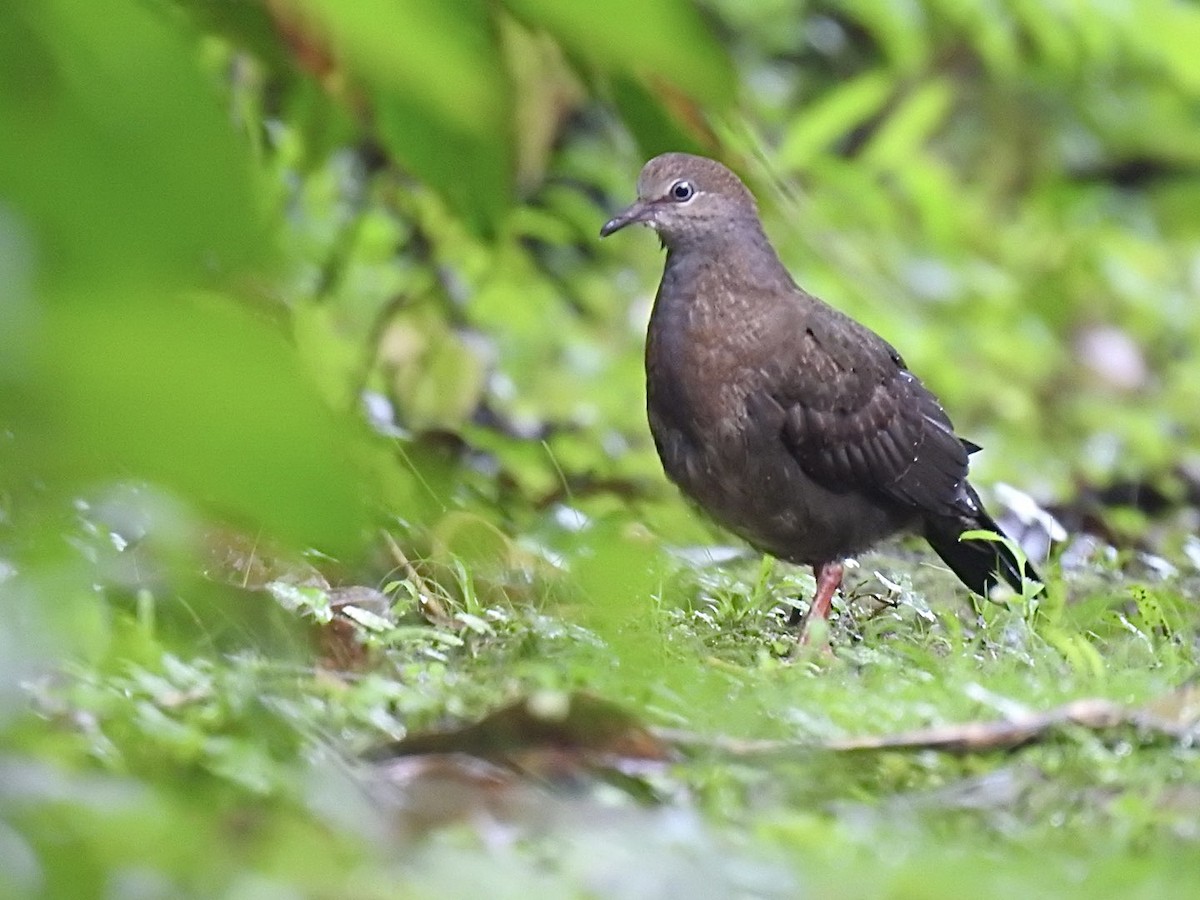 Gray-chested Dove - ML459034851