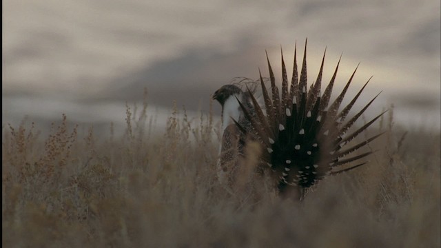 Greater Sage-Grouse - ML459036