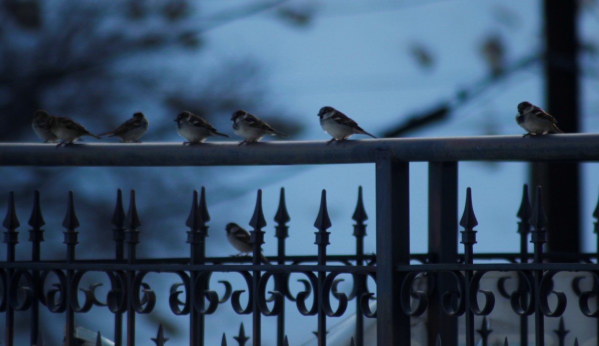 House Sparrow - Doug Kibbe