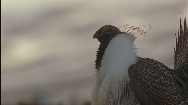 Greater Sage-Grouse - ML459039