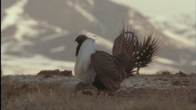 Greater Sage-Grouse - ML459041