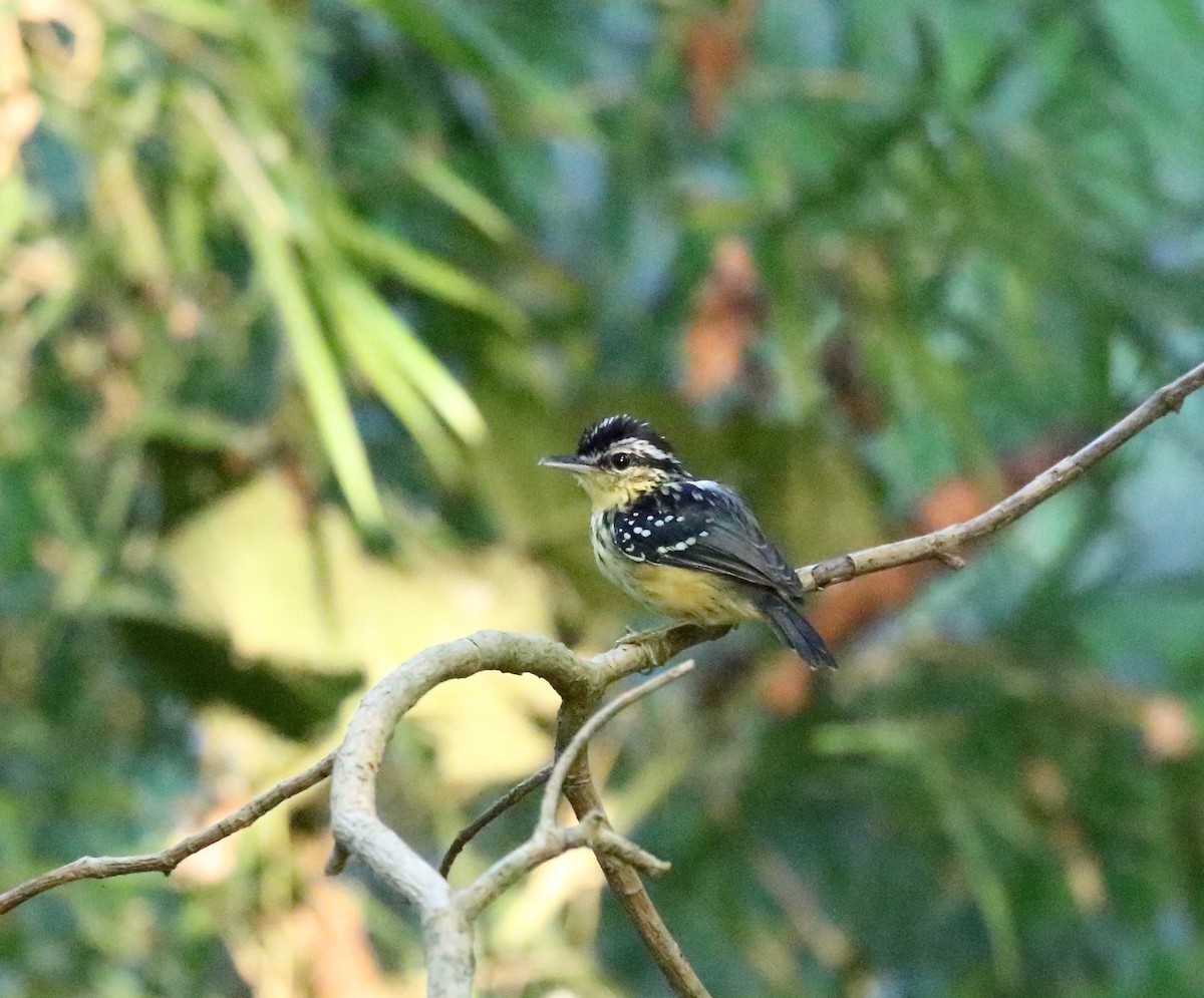 Yellow-breasted Warbling-Antbird - ML459041661
