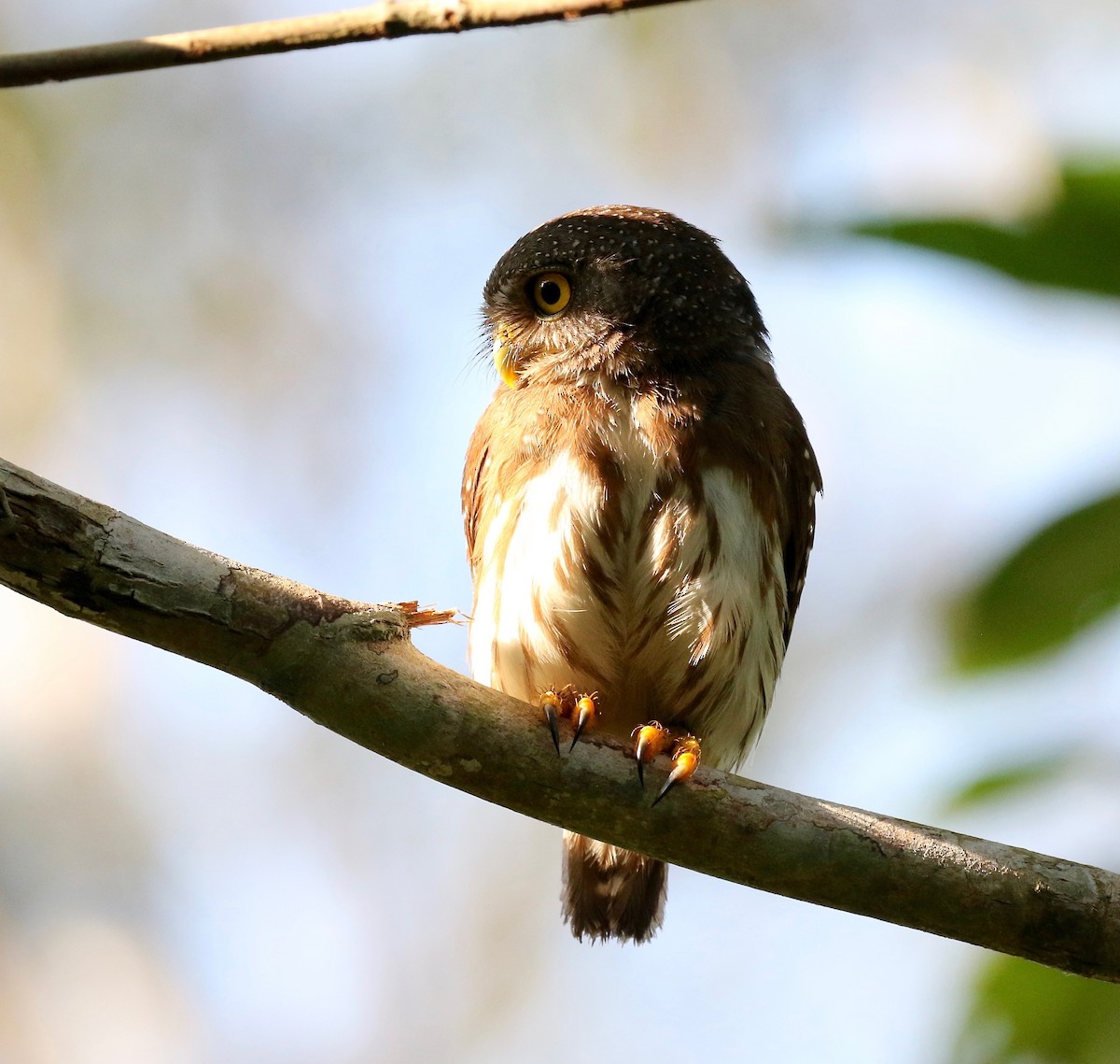 Amazonian Pygmy-Owl - Sandy Vorpahl
