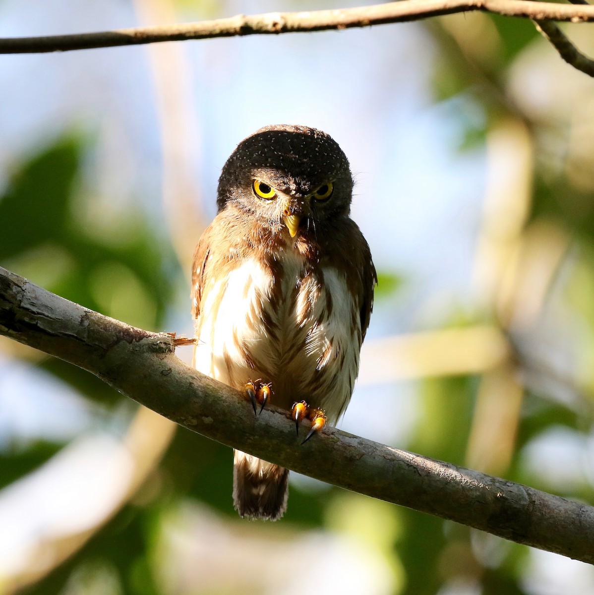 Amazonian Pygmy-Owl - ML459042651