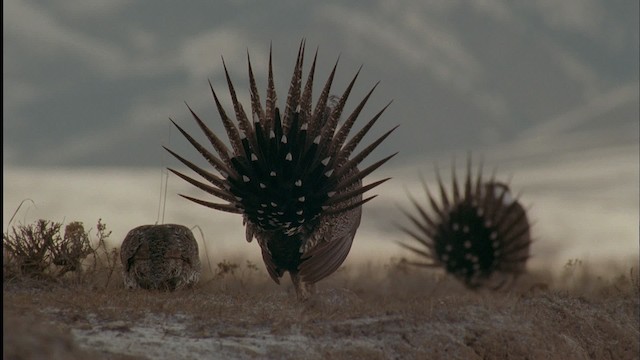 Greater Sage-Grouse - ML459043