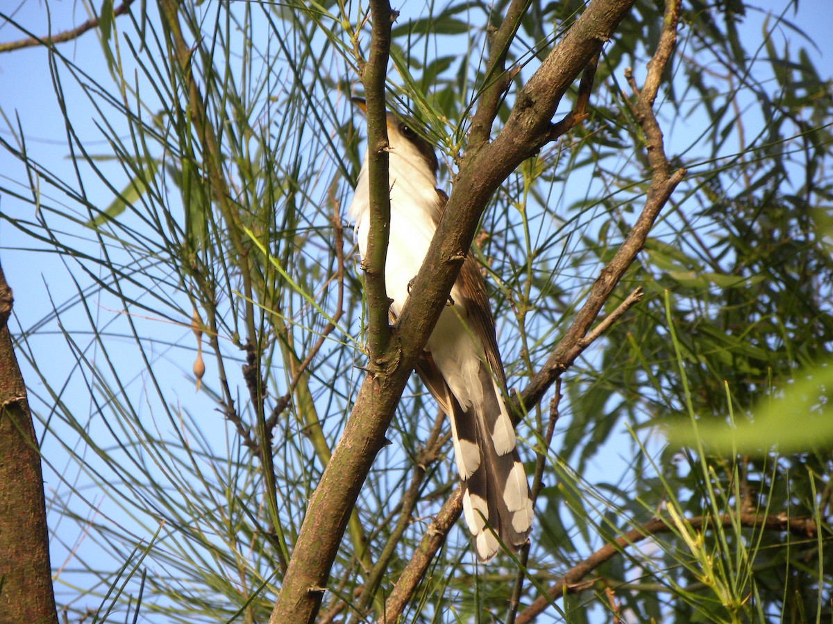 Yellow-billed Cuckoo - Cerrie Mendoza