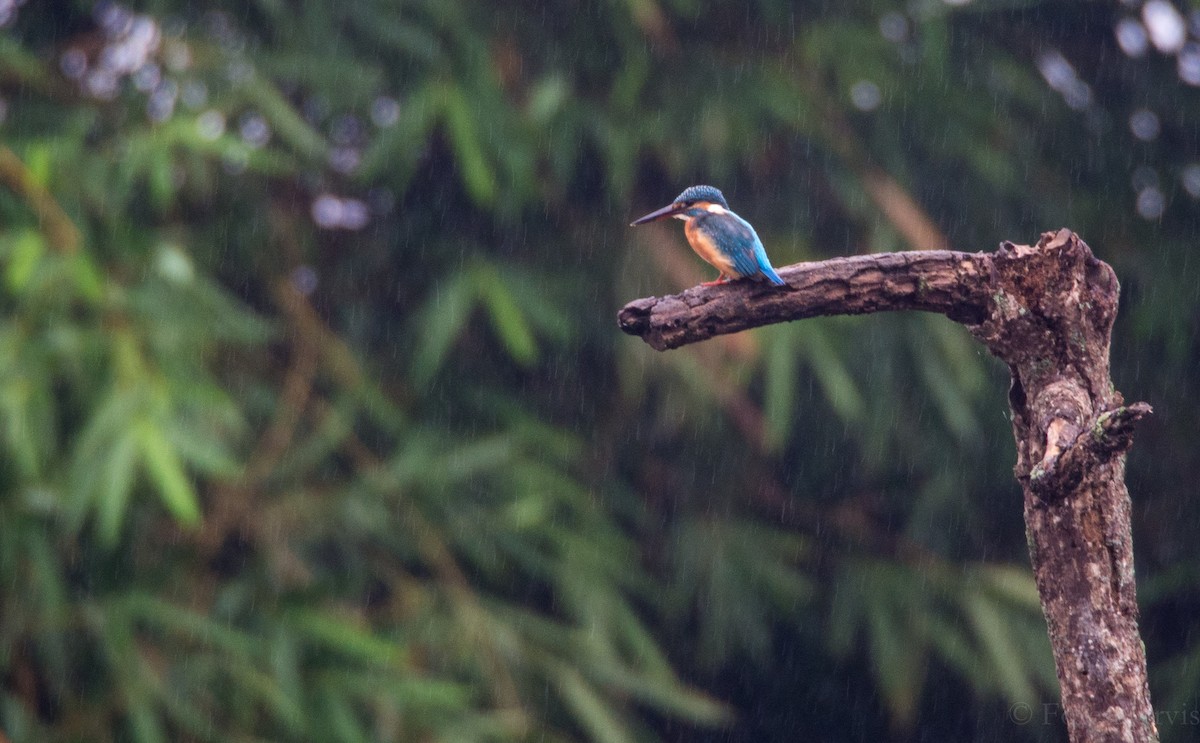 Common Kingfisher - Forest Botial-Jarvis